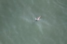 Missing Picture
